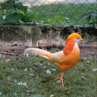 Bażanty brzoskwiniowe