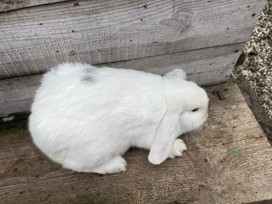 Кролі французький баран