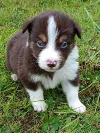 Border Collie-pieski czekoladowe