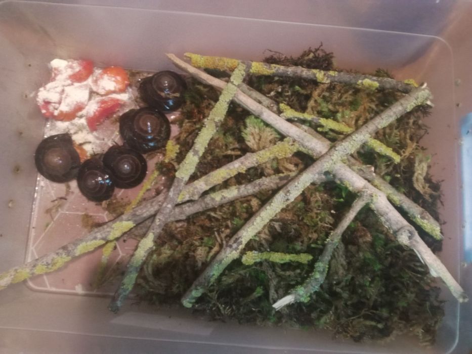 Товари для равликів