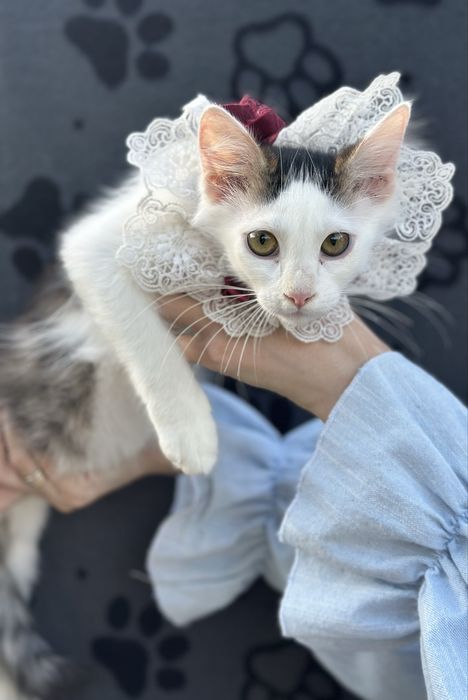 Кошеня 3 місяці (хлопчик)