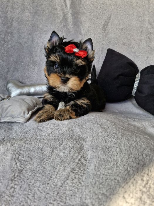 Yorkshire terrier piesek
