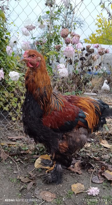 Півень Брама куропатчатий