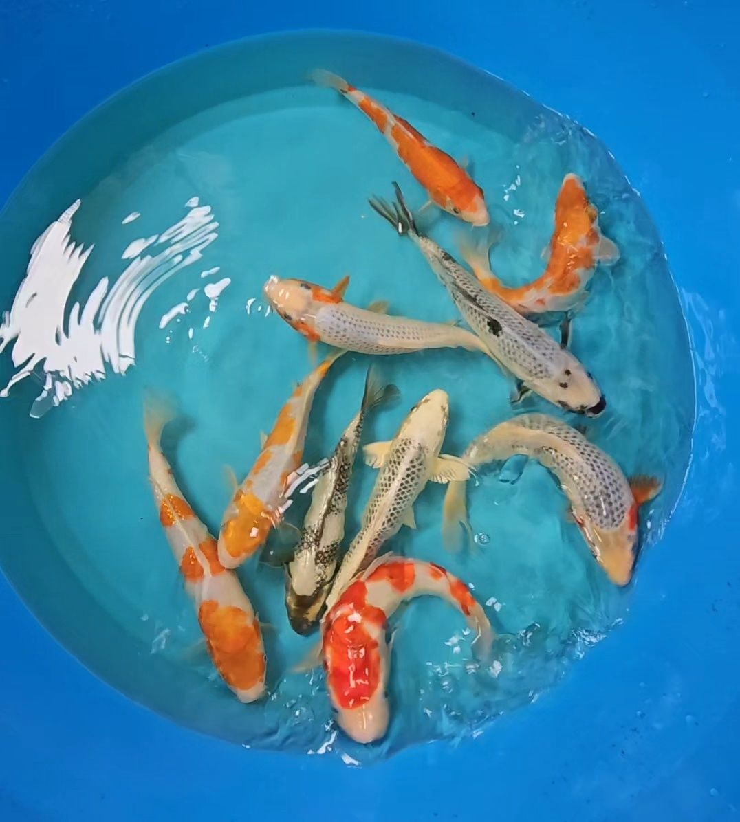 Carpas Koi - Tosai 22-32cm