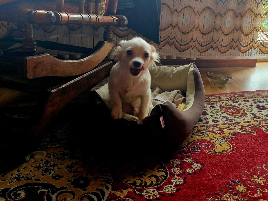 Chihuahua - długowłosa, biała, samiec