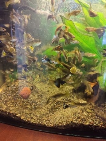 Gupiki - rybki akwariowe