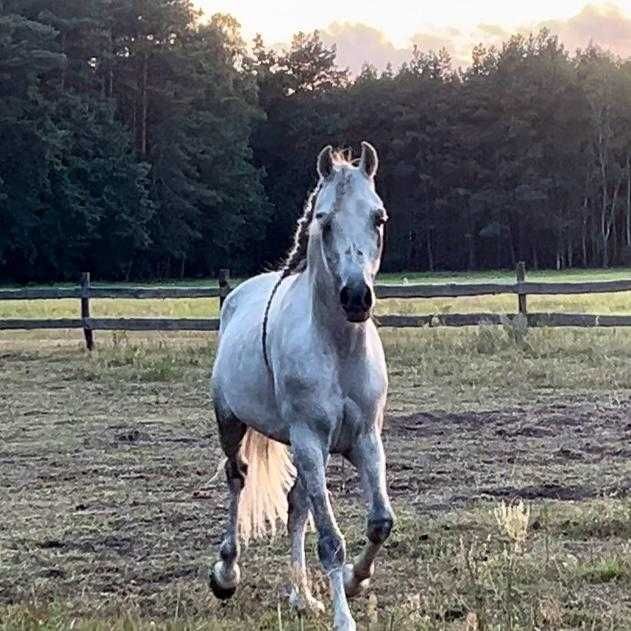 Ogier arabski -DESERT EAGLE