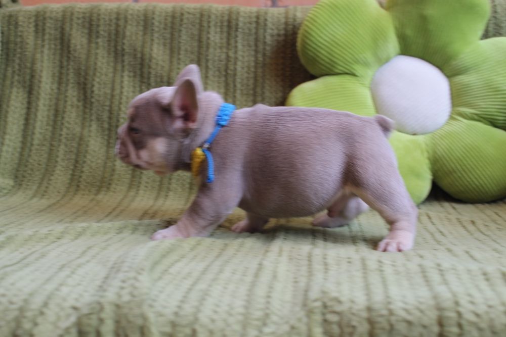 Хлопчик Ізабелла Нью шейд тан супер якість