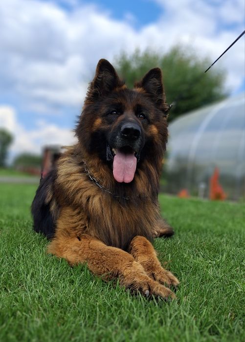 Owczarek niemiecki długowłosy PIES REPRODUKTOR