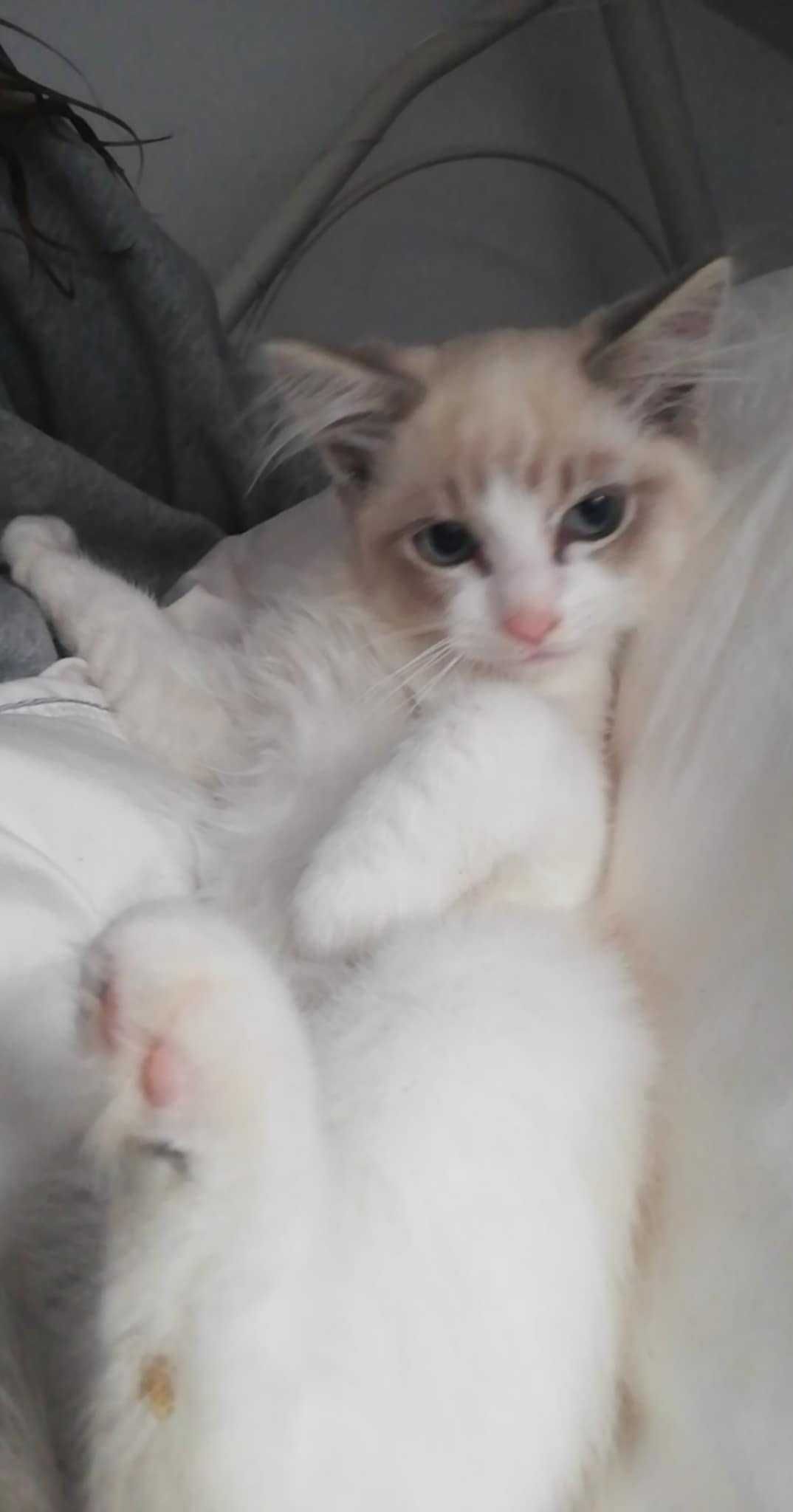 Kocurek ragdoll cudowny.