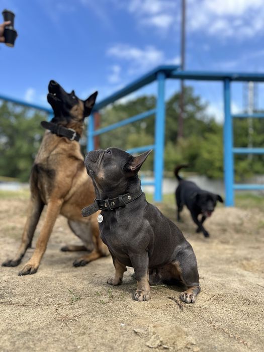 Французький бульдог вязка