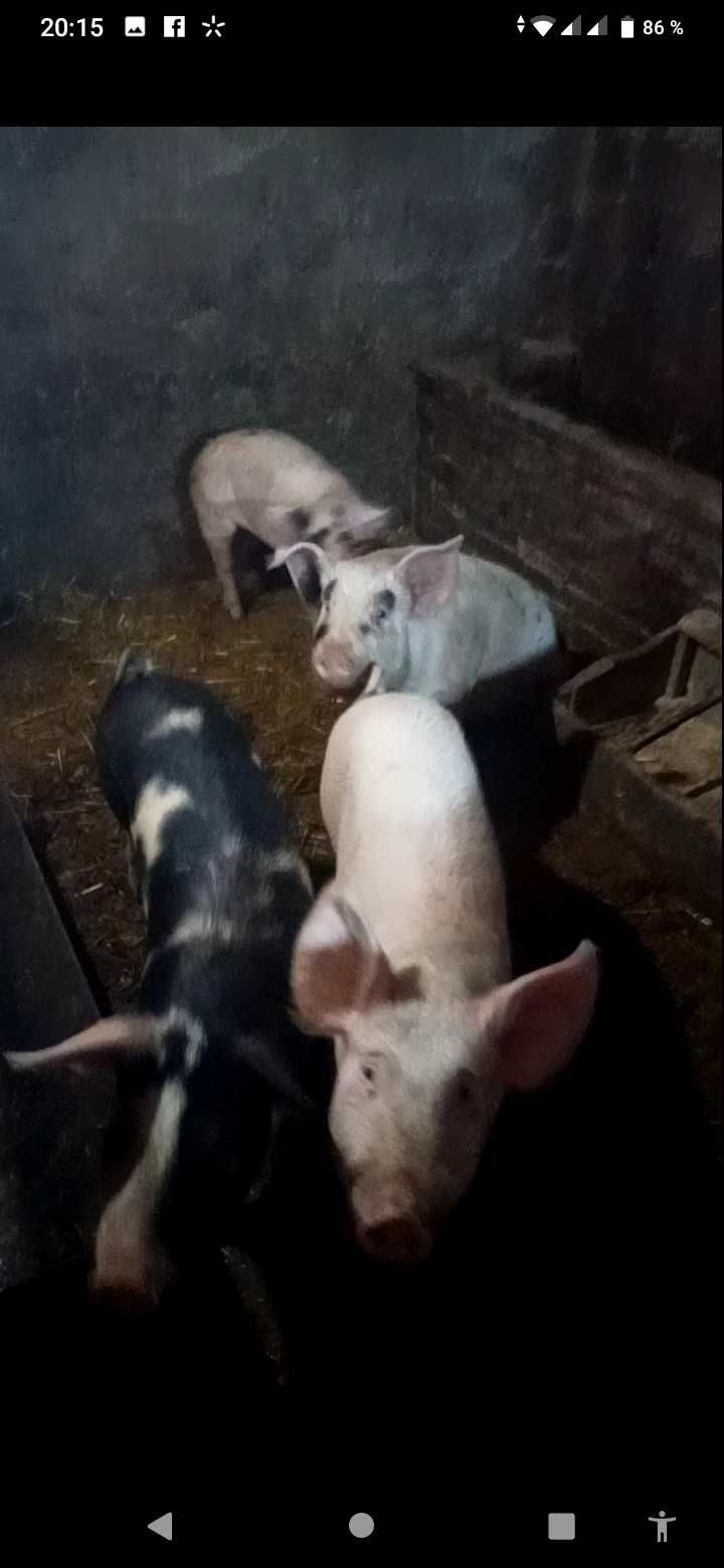 Продам  свинок на от корм