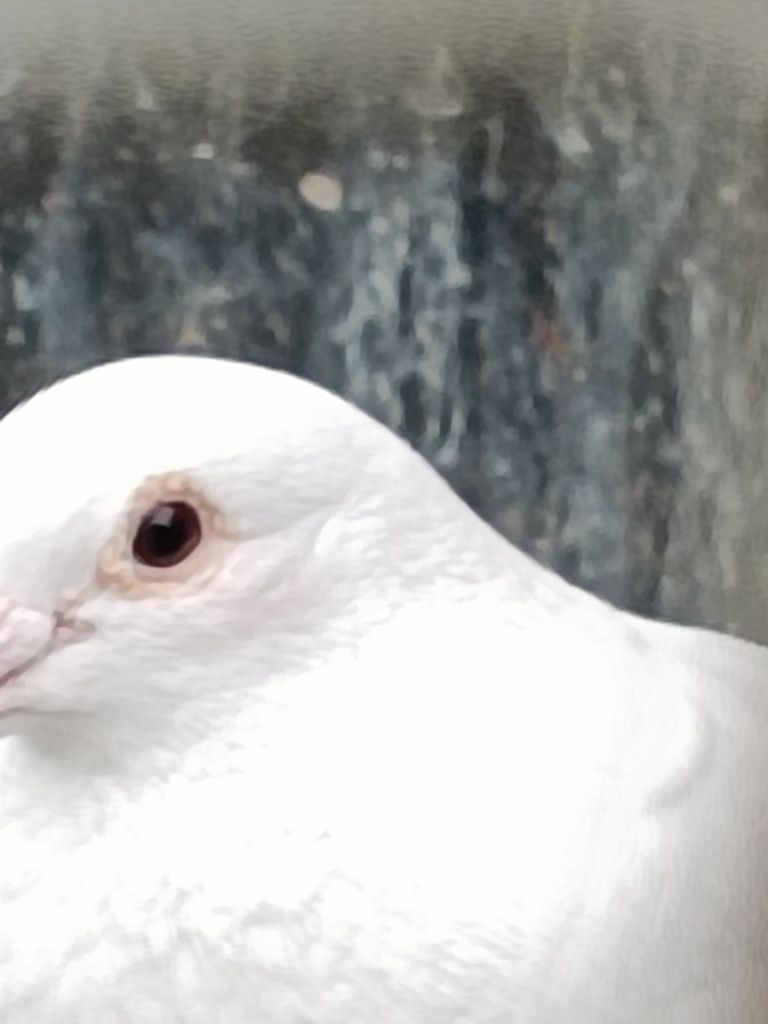 Gołębie pocztowe białe
