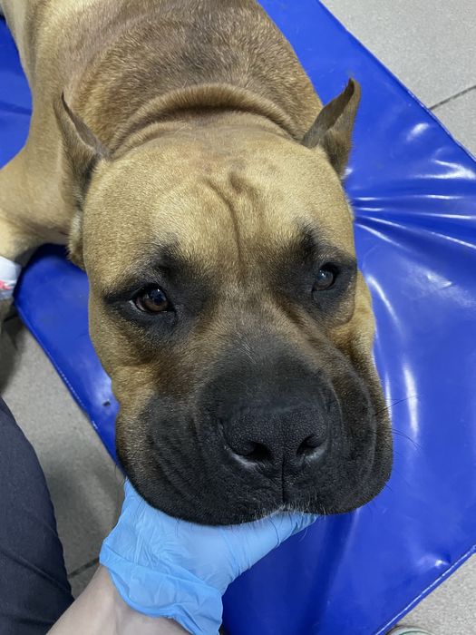 Евтаназія домашніх тварин