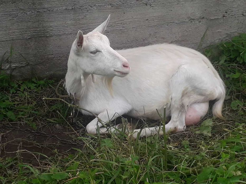 Кізлята зааненка+ламанч