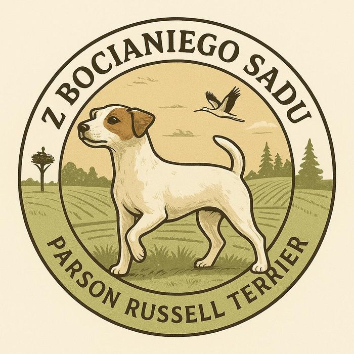 Parson Russell Terrier