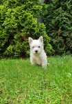 West Highland White Terrier suczka