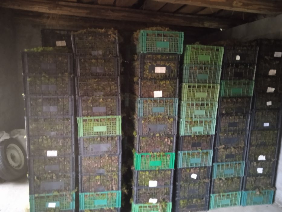 Справжній мох папороть!стабілізація,флораріум.