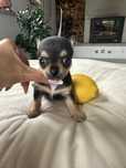 Chihuahua dziewczynka