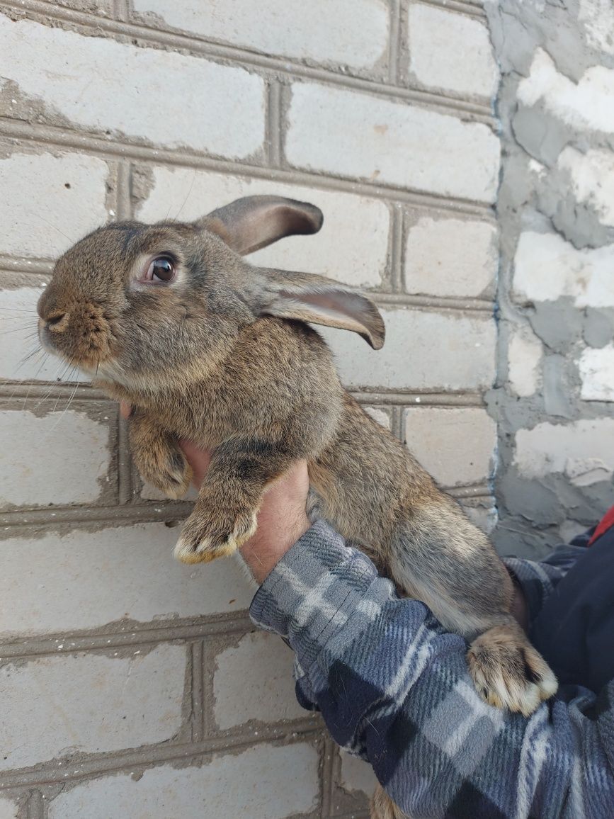 Продам кролів помісь веліканів