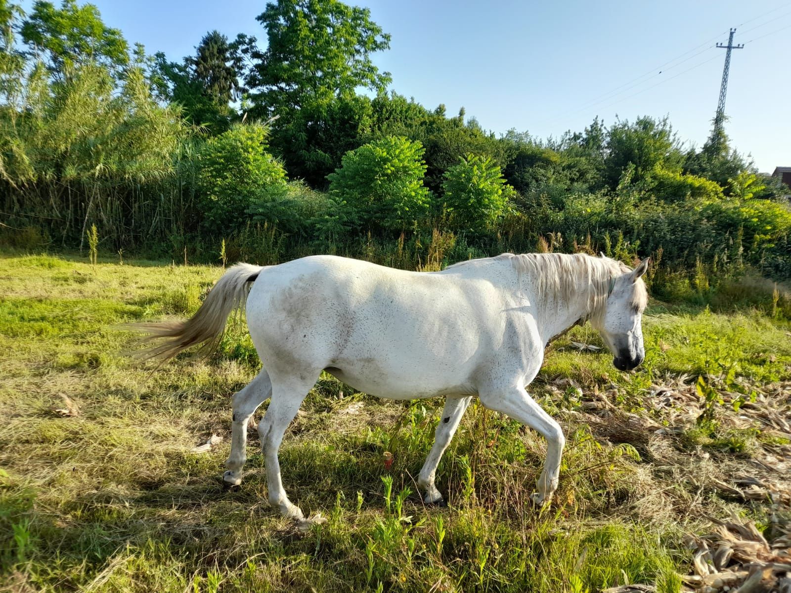 Égua Cruzado Lusitano