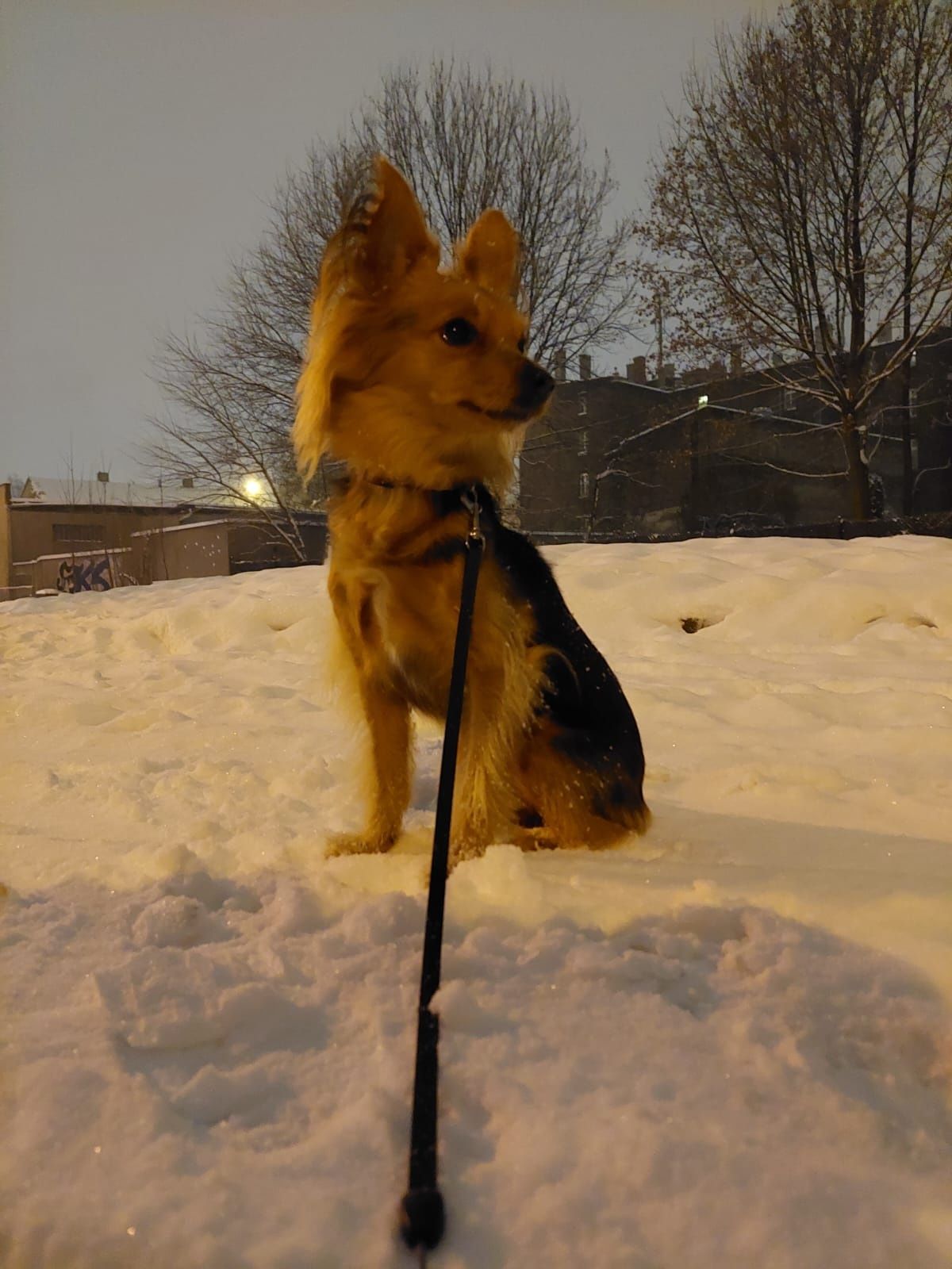 Deni szuka nowego domu - umowa adopcyjna