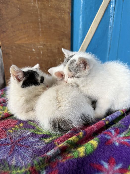 Отдам маленьких котят