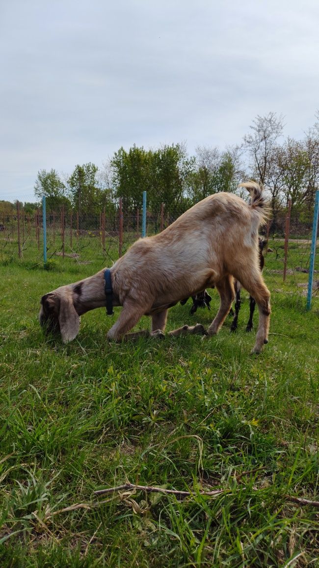 Продам Англо-нубійських козенят100%