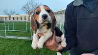 Cachorro Beagle top