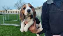 Cachorra Beagle top