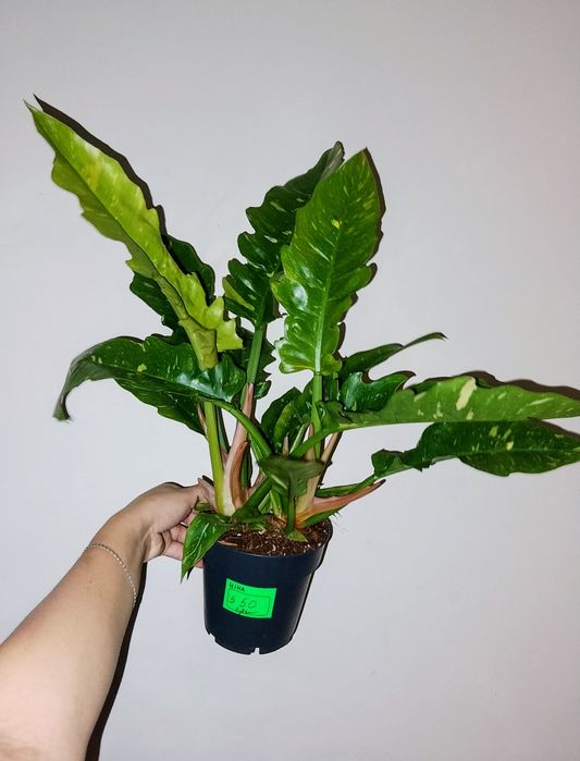 Філодендрон Ring of Fair 175-550грн