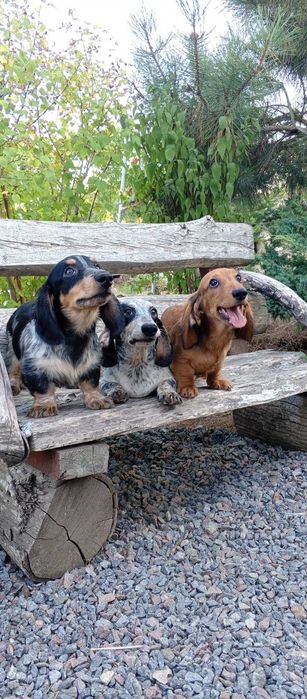 Щенки таксы, разных окрасов,с документами УКФ