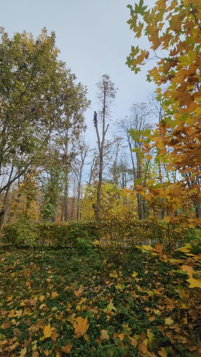 Пропоную послуги з видалення, вирізки, вирубки, валки аварійних  дерев