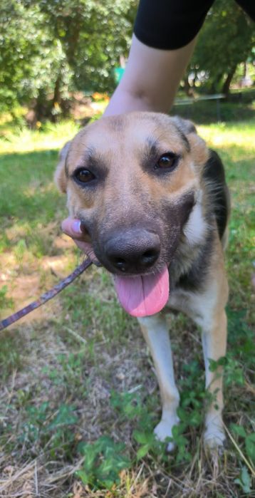 Чудовий хлопчик шукає родину пес мальчик собака безкоштовно притулок