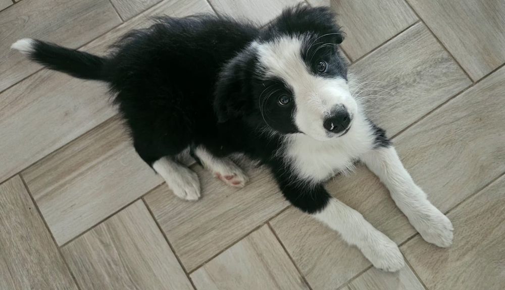 Piesek border collie