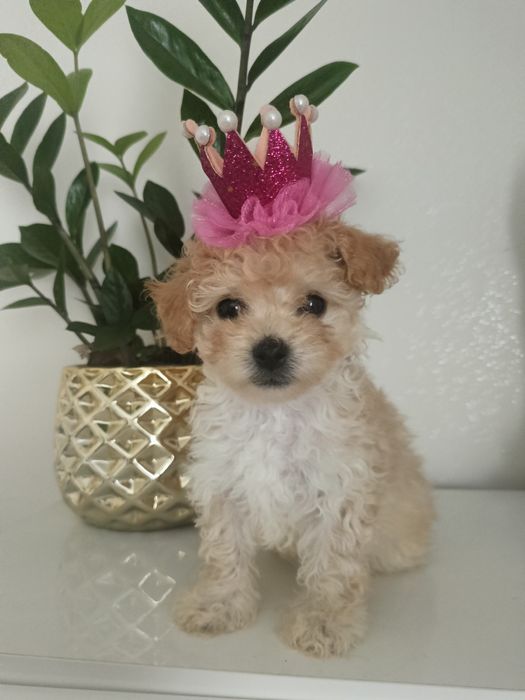 prześliczna sunia maltipoo