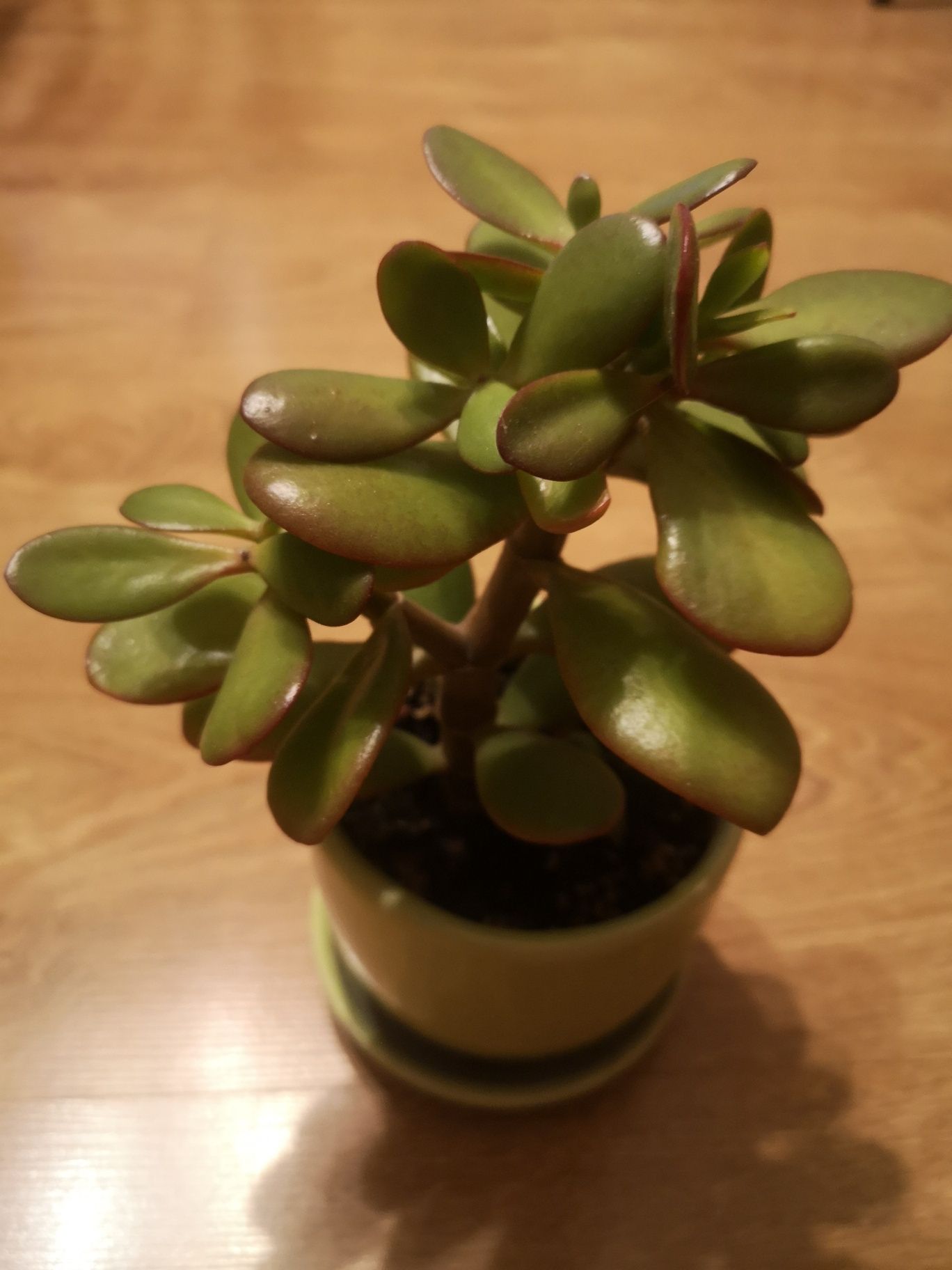 Grubosze drzewko szczęścia 30 cm