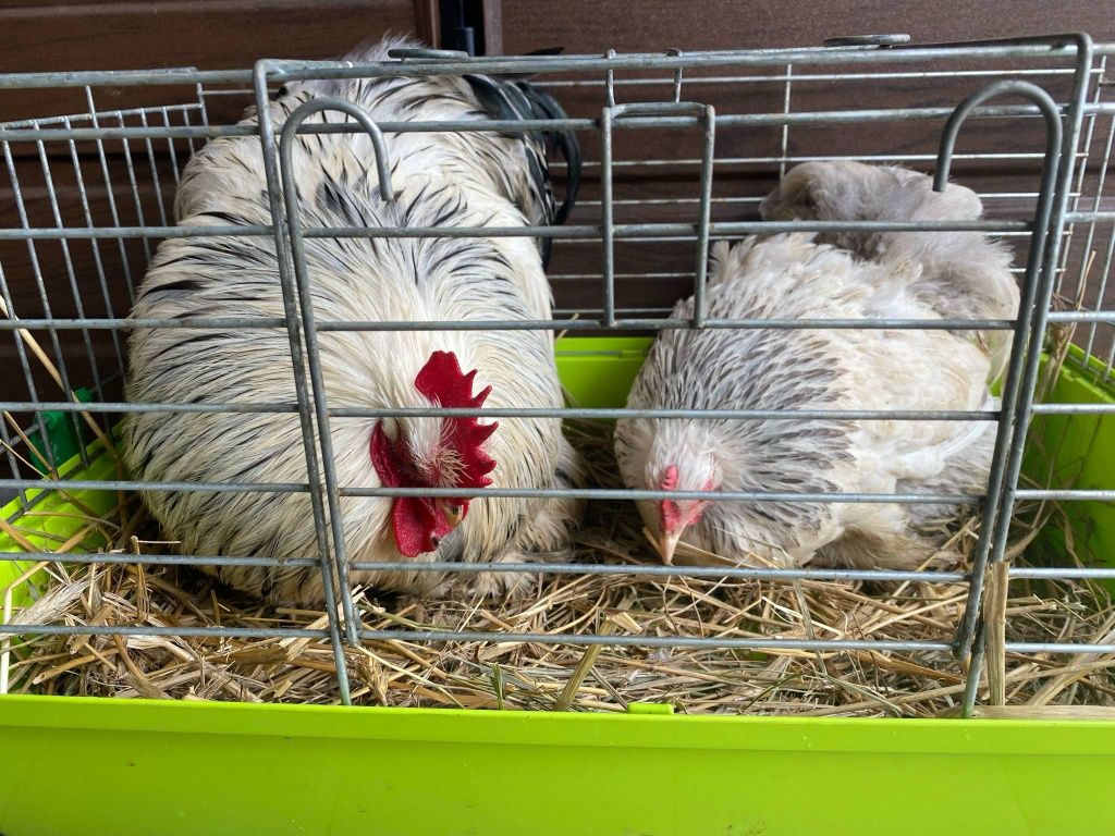 Karzełek kochin gronostajowy para