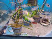 Ziemiojad heckela albinos Acarichthys heckelii