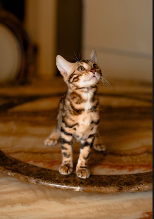 Бенгальське кошеня дівчинка