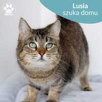Pięknooka kotka do adopcji! Poznajcie Lusię!