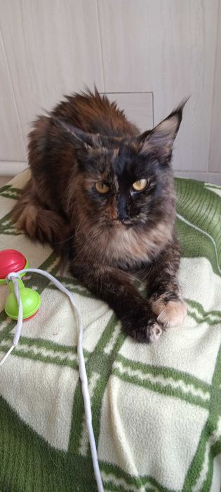 Продаются шикарные чистокровные девочки Мейн-Куны черепахового цвета