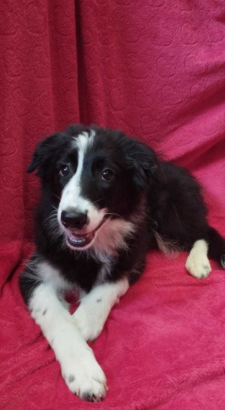 Border Collie piękna piesek  czarno-biała wyjątkowy