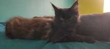 Czarny dymny kocurek Maine Coon