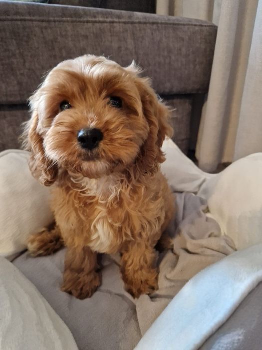 Pudel toy& cavalier piesek cavapoo