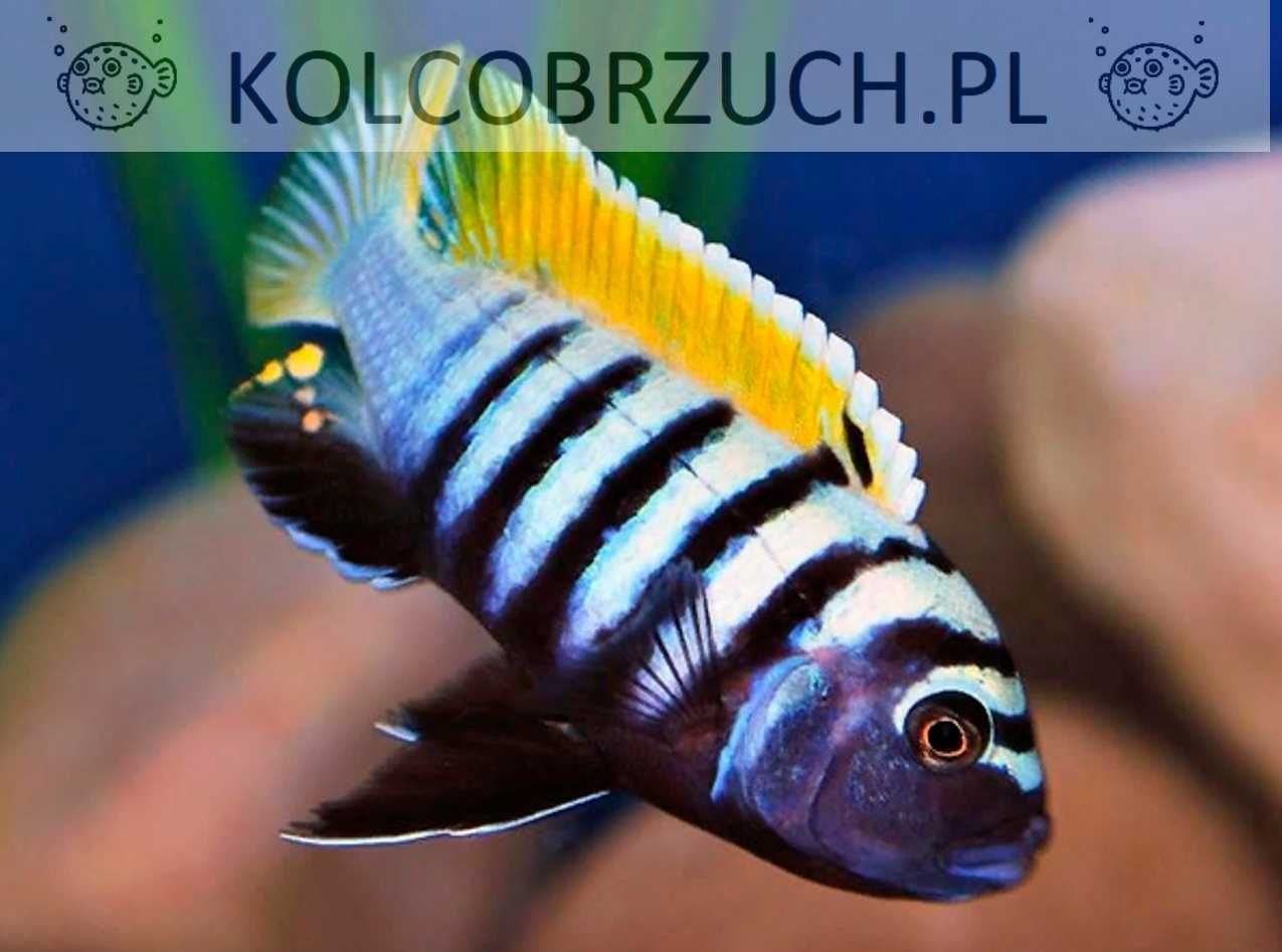 Cynotilapia afra Jalo Reef - PYSZCZAK - dowóz, wysyłka