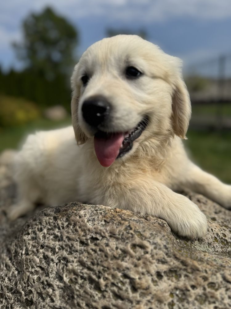 Sunia - Golden Retriever