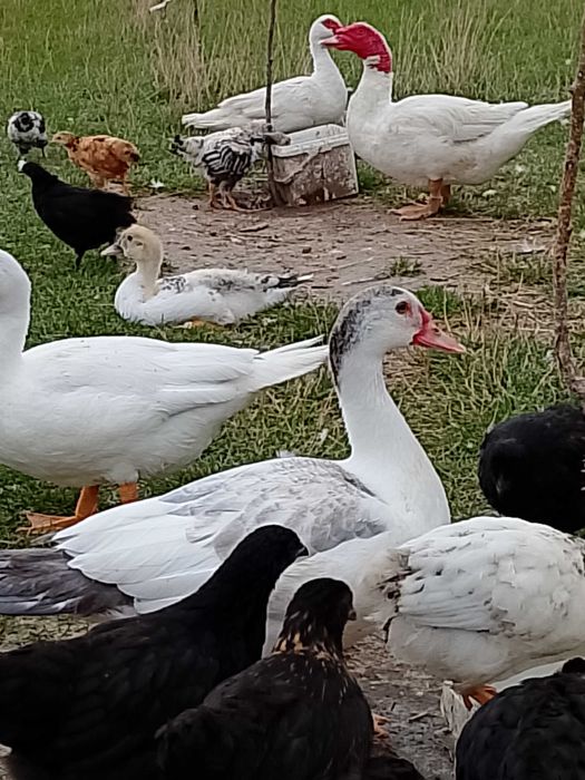 Kaczki, kaczory piżmowe