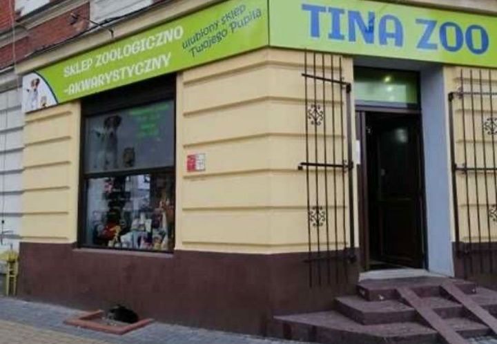 Pielęgniczka Ramireza - TINA ZOO Gliwice Witkiewicza