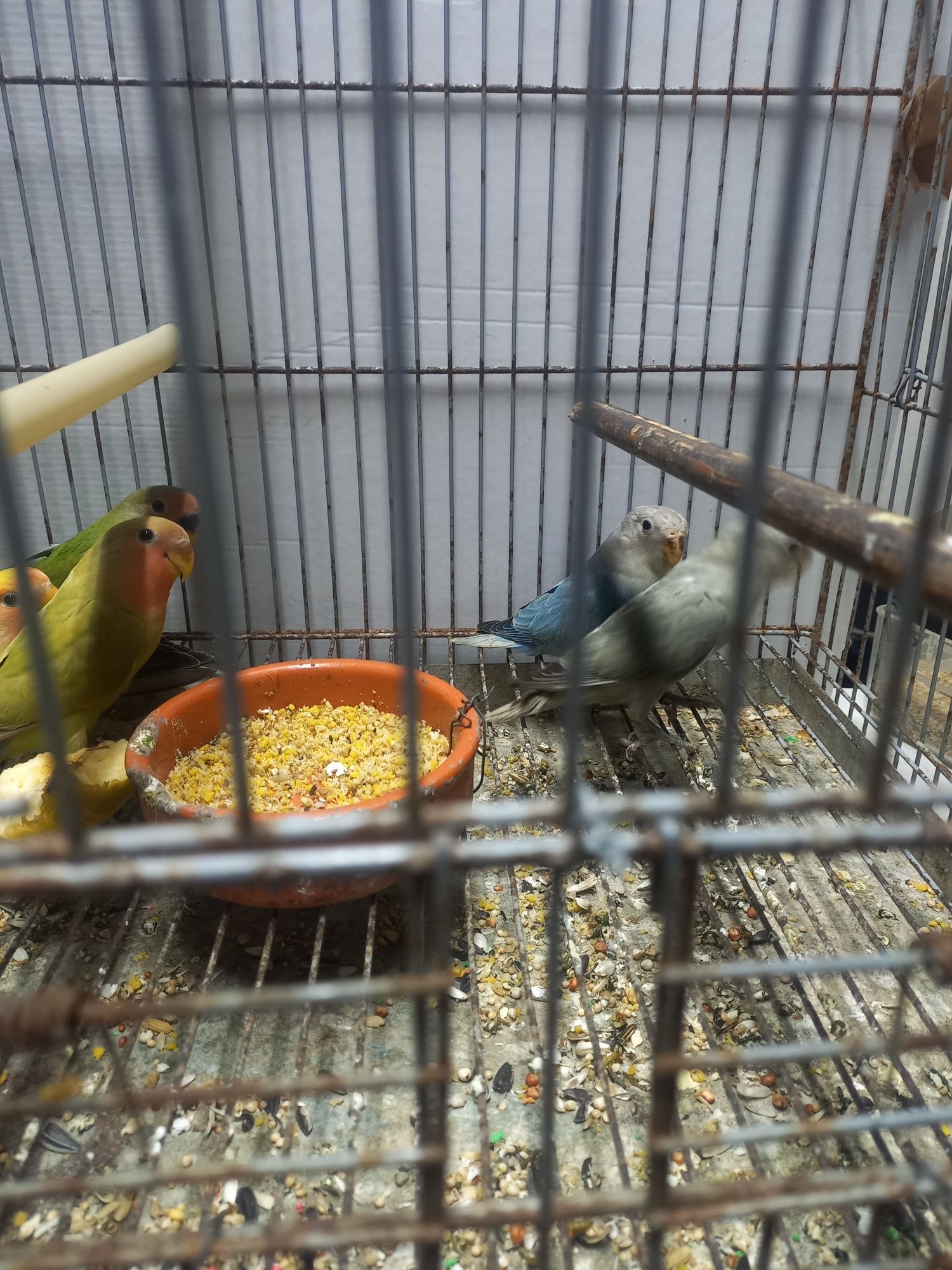 Agapornis  roseicollisn